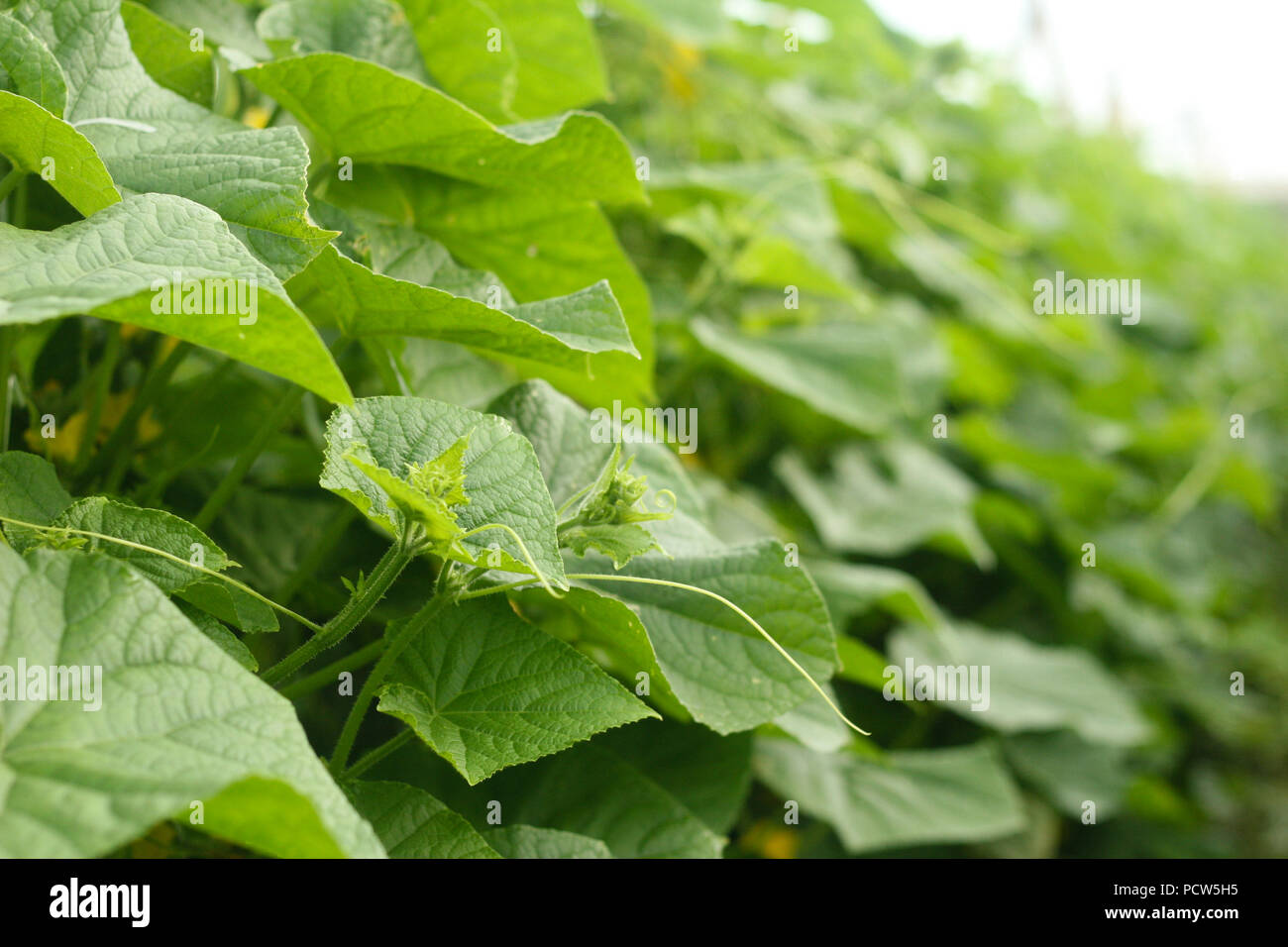 Piante di cetriolo in campo Foto Stock