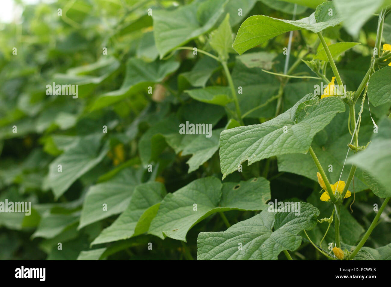 Piante di cetriolo in campo Foto Stock