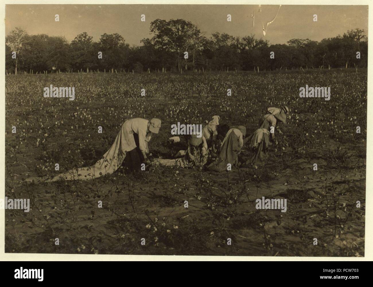 Tutti i bambini di cinque anni sei anni, sette anni, nove anni e due un po' più vecchio, sono stati la raccolta del cotone sul H.M. Lane's farm campane, Tex. Un solo adulto, una zia è stata raccolta. Padre era Foto Stock