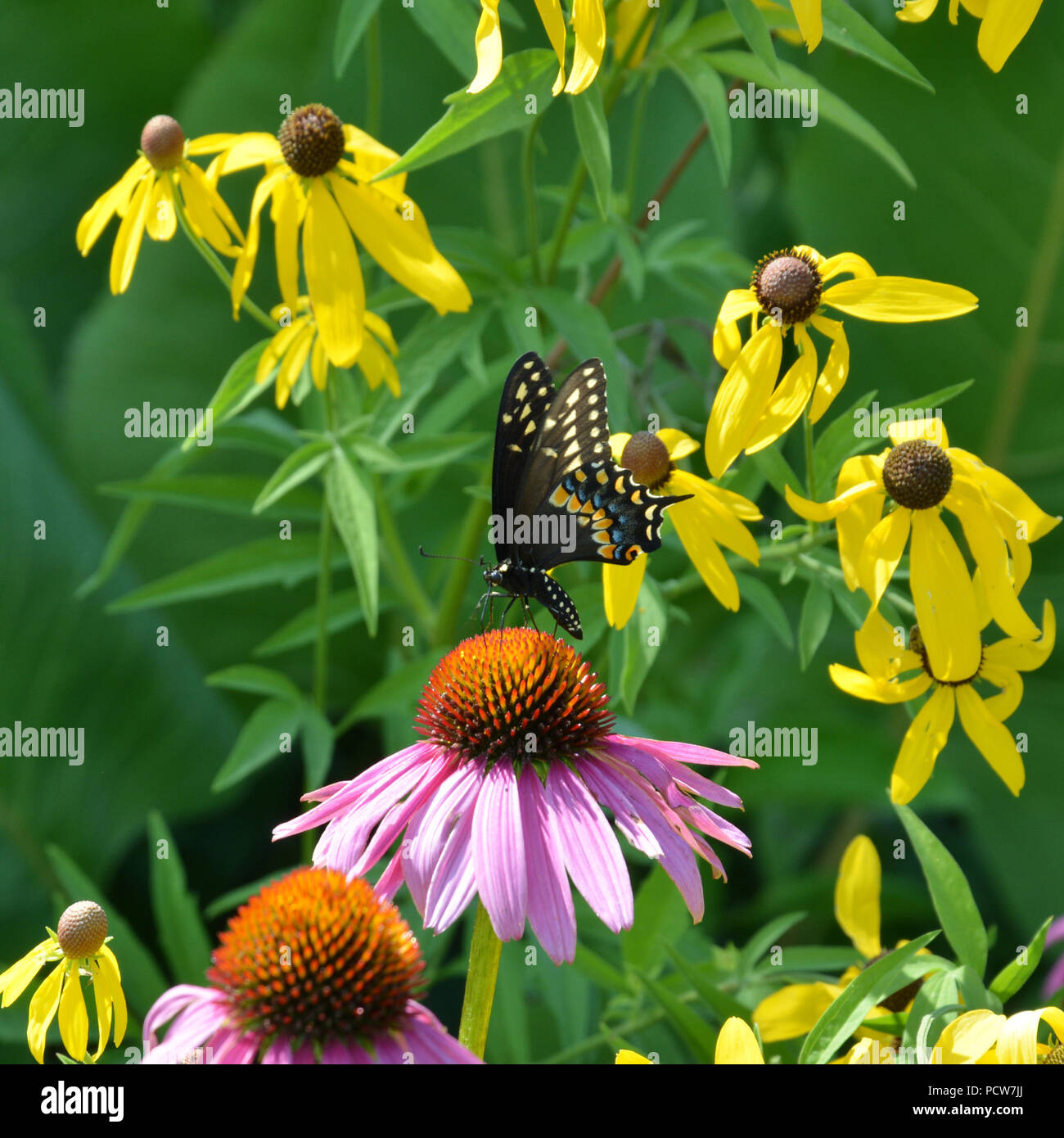 Orientale a coda di rondine di Tiger butterfly nell'habitat di fiori selvaggi presso il Lincoln Park Zoo natura Boardwalk in Chicago. Foto Stock