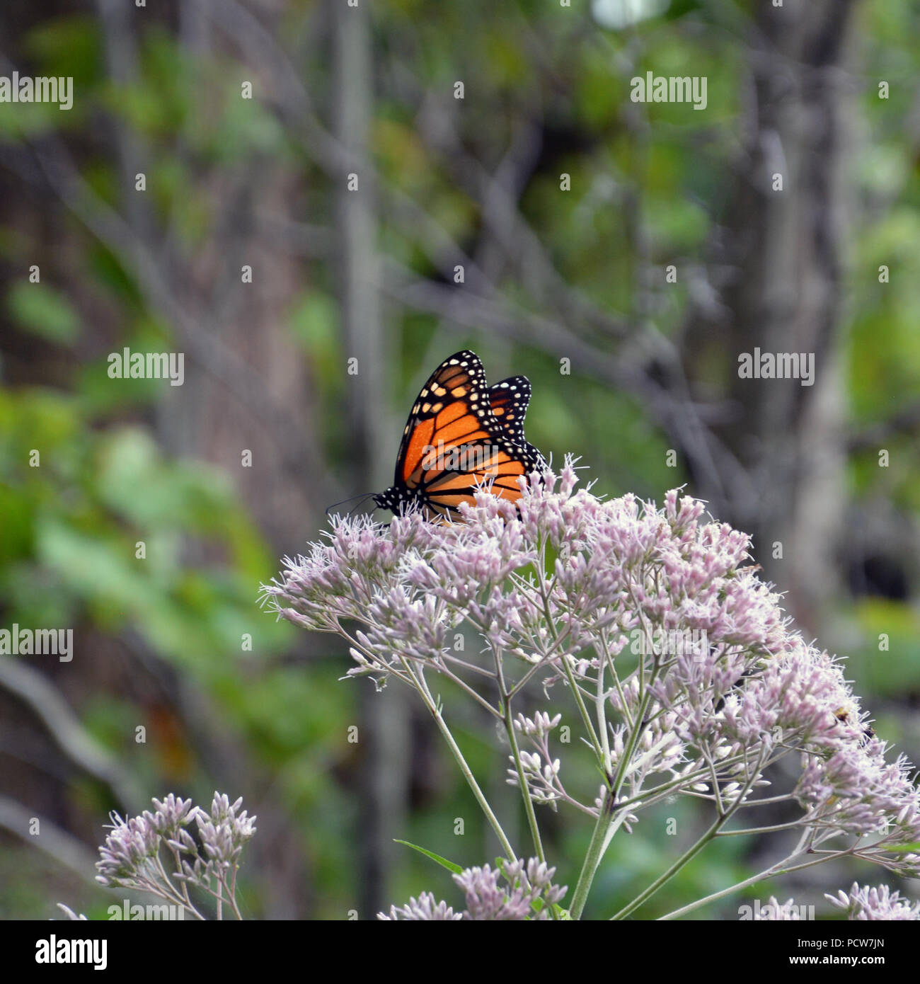 Farfalla monarca in habitat di fiori selvaggi a Alfred Caldwell Lily piscina presso il Lincoln Park Zoo di Chicago. Foto Stock