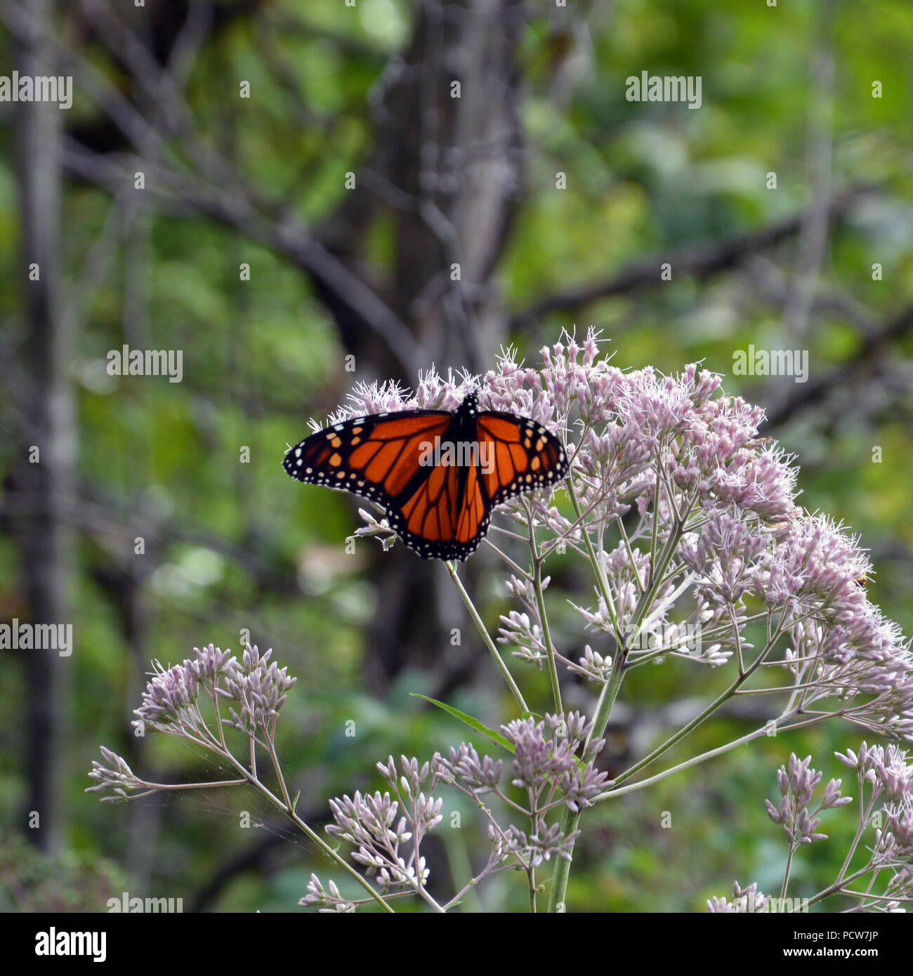 Farfalla monarca in habitat di fiori selvaggi a Alfred Caldwell Lily piscina presso il Lincoln Park Zoo di Chicago. Foto Stock