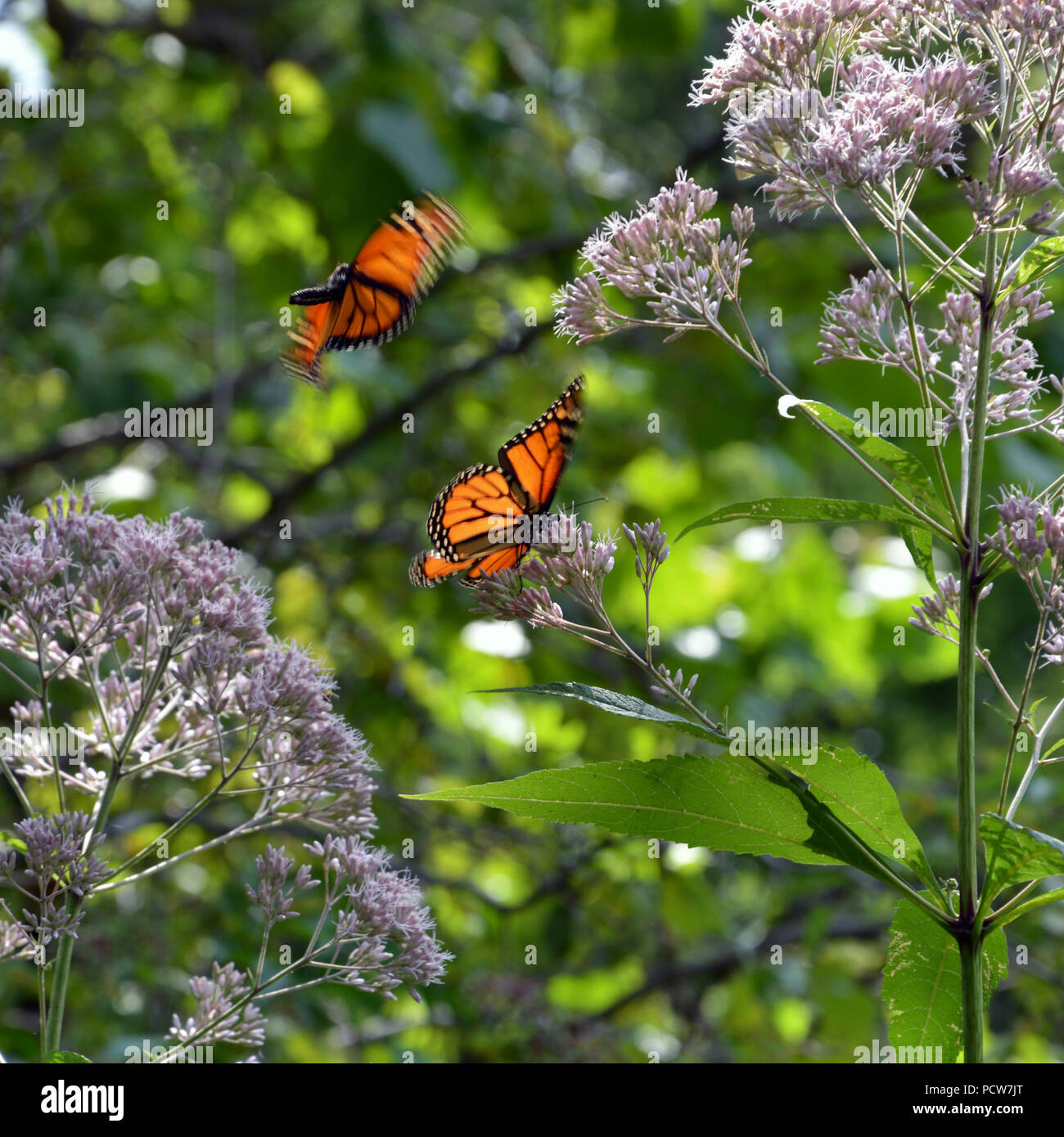 Farfalla monarca in habitat di fiori selvaggi a Alfred Caldwell Lily piscina presso il Lincoln Park Zoo di Chicago. Foto Stock