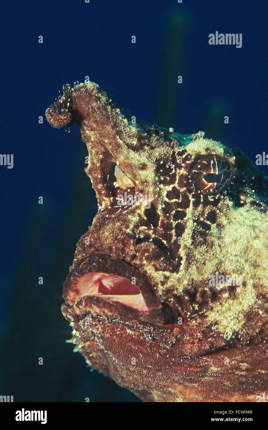 Seefledermaus (Ogcocephalus parvus), Portraet, Kuba | Roughback batfish (Ogcocephalus parvus), ritratto, Cuba Foto Stock