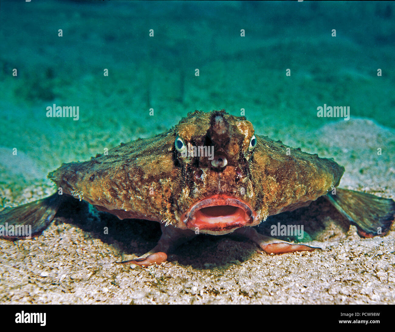 Seefledermaus (Ogcocephalus parvus), Kuba | Roughback batfish (Ogcocephalus parvus), Cuba Foto Stock