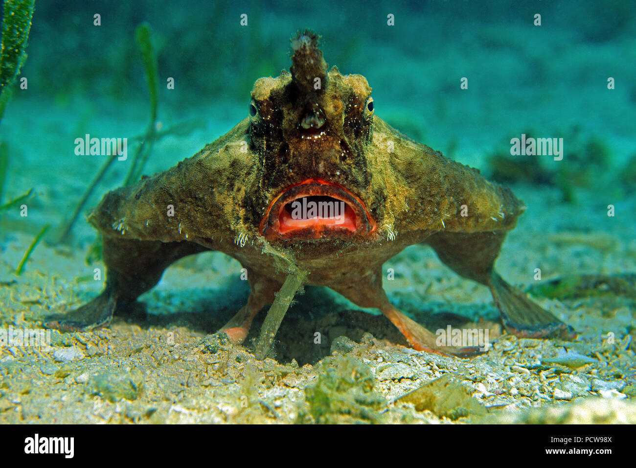 Seefledermaus (Ogcocephalus parvus), Kuba | Roughback batfish (Ogcocephalus parvus), Cuba Foto Stock