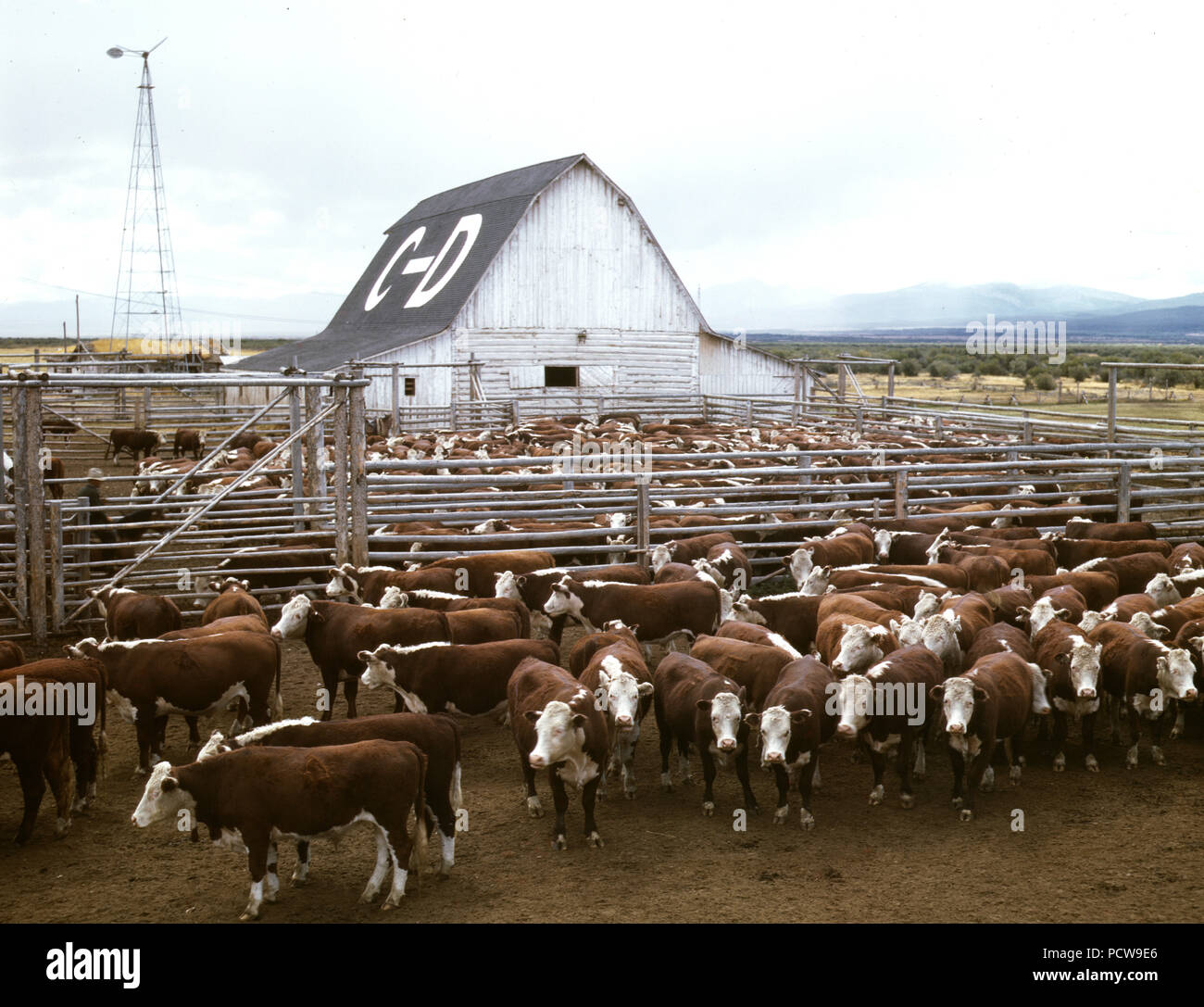 Il bestiame nelle stalle sul ranch, Beaverhead County, Mont. - Settembre 1942 Foto Stock