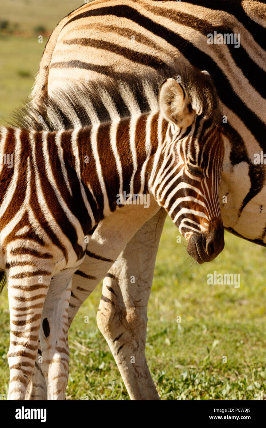 Zebra baby strofinando la testa contro la sua mamma nel campo Foto Stock