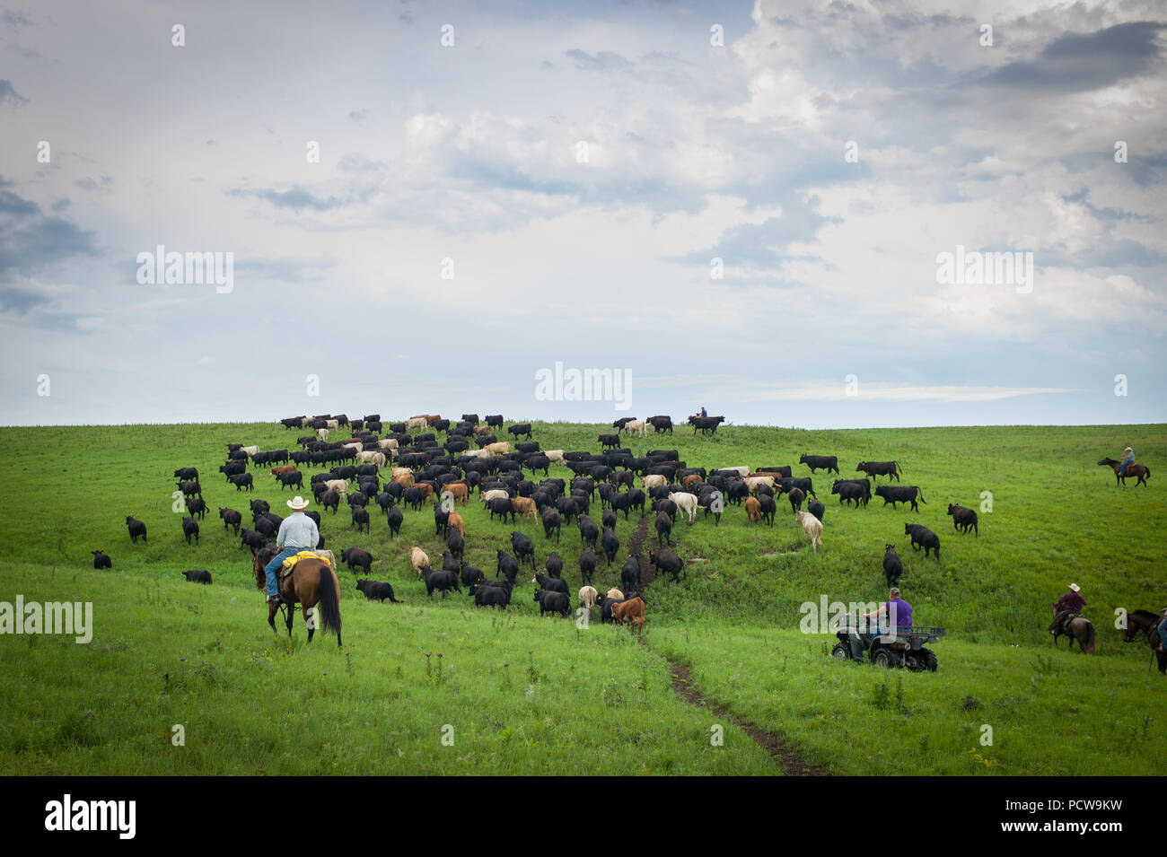 Vista panoramica di cowboy radunare il bestiame in un ranch, Flint Hills, Kansas, STATI UNITI D'AMERICA Foto Stock