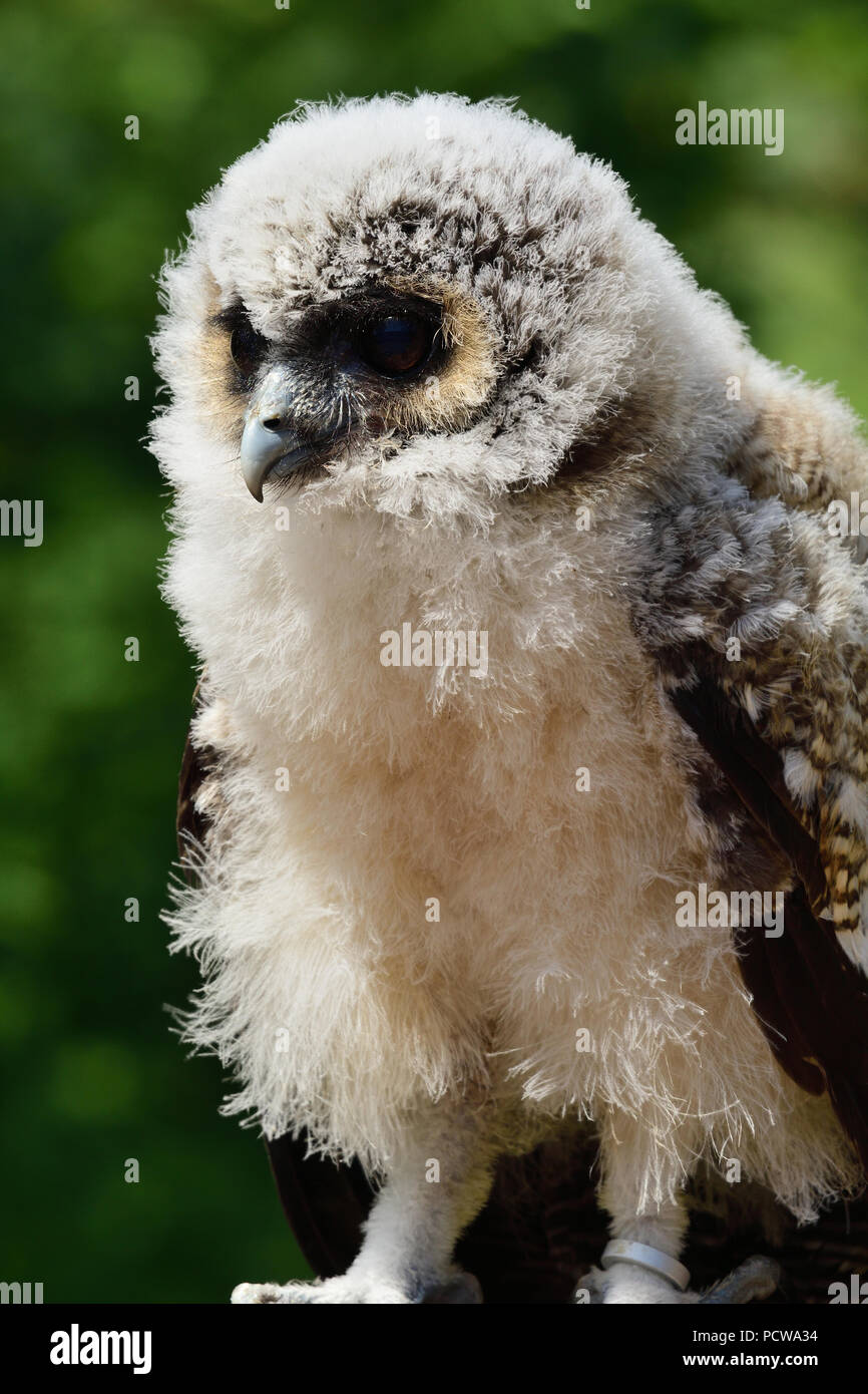 Close up ritratto di un bambino di legno marrone allocco (Strix leptogrammica) Foto Stock