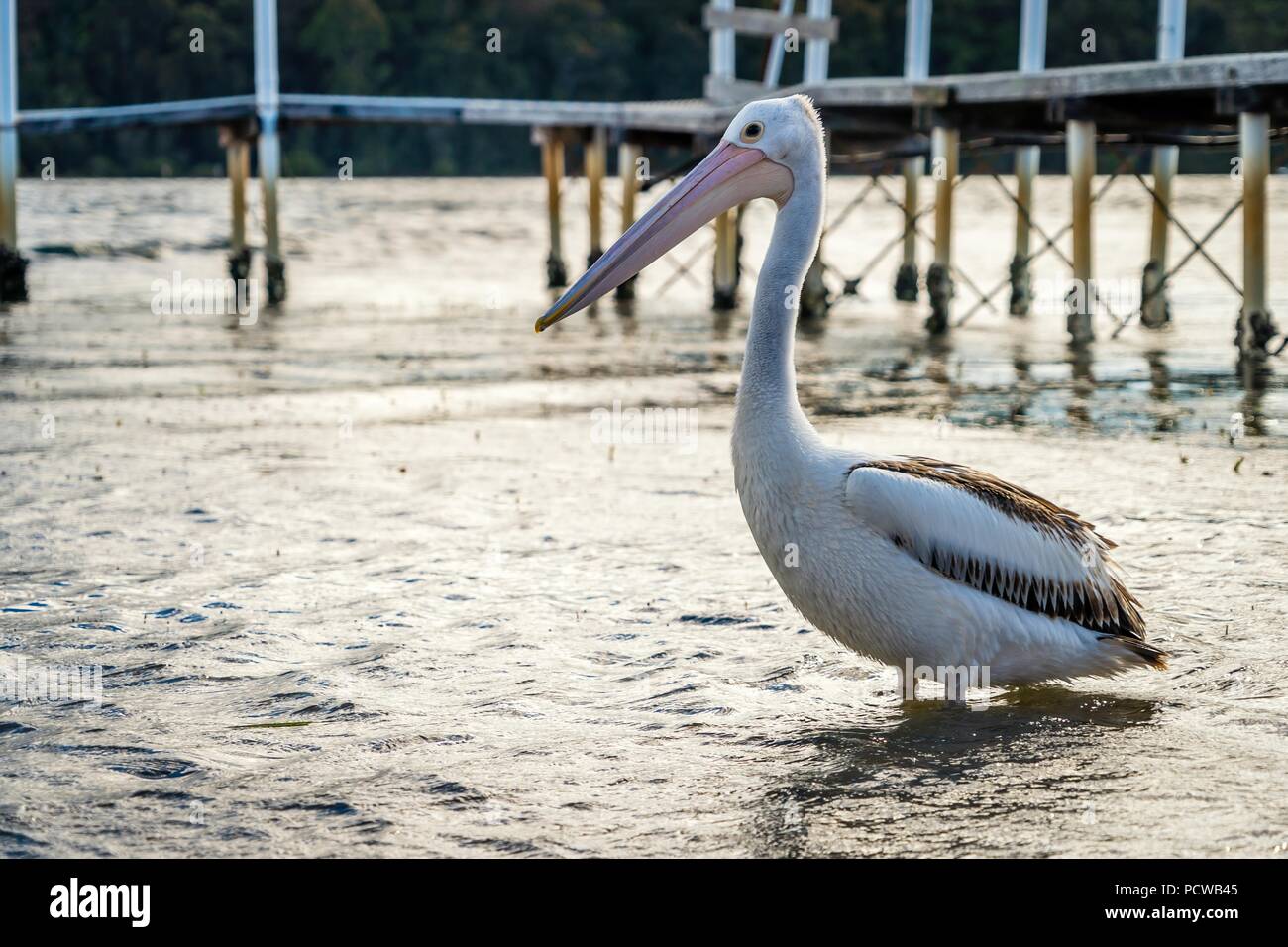 Immagine ravvicinata di un australiano pelican Pelecanus conspicillatus al tramonto in Australia Foto Stock