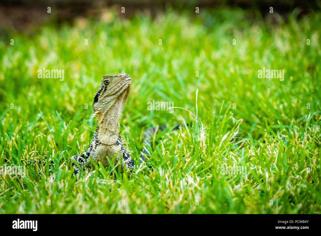 Acqua australiano dragon Intellagama lesueurii a Brisbane Foto Stock