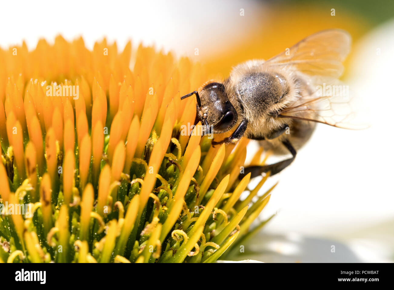 Western miele delle api (Apis mellifera) su echinacea Foto Stock