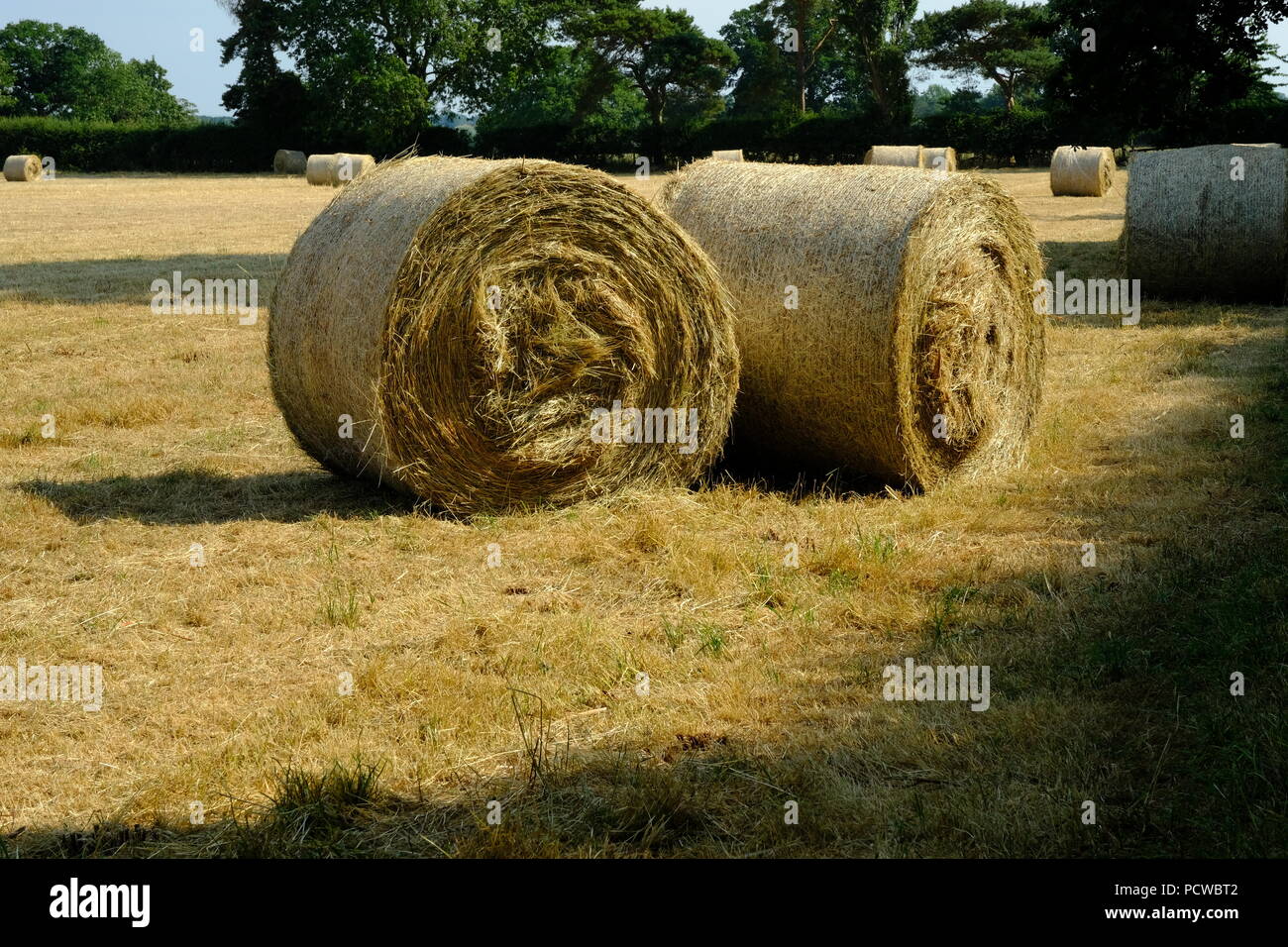 Harvesting Hay, Cheshire, Inghilterra, Big Bale, erba tagliata, alimentazione bestiame, foraggio, Rurale, Naturale, Campagna, Agricoltura, Agricoltura, terreni agricoli, Regno Unito, Affari. Foto Stock
