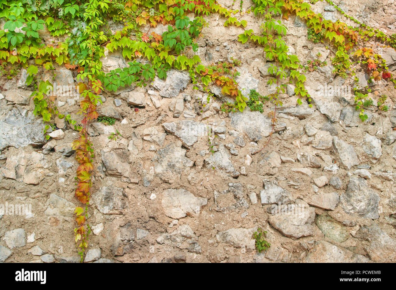 Verde piante del superriduttore con alcune foglie rosse che copre il vecchio muro di pietra in inizio di caduta Foto Stock