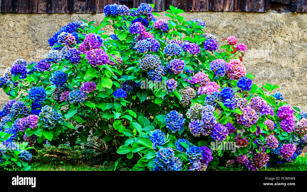 Ortensia (Hydrangea macrophylla) in diversi colori Foto Stock