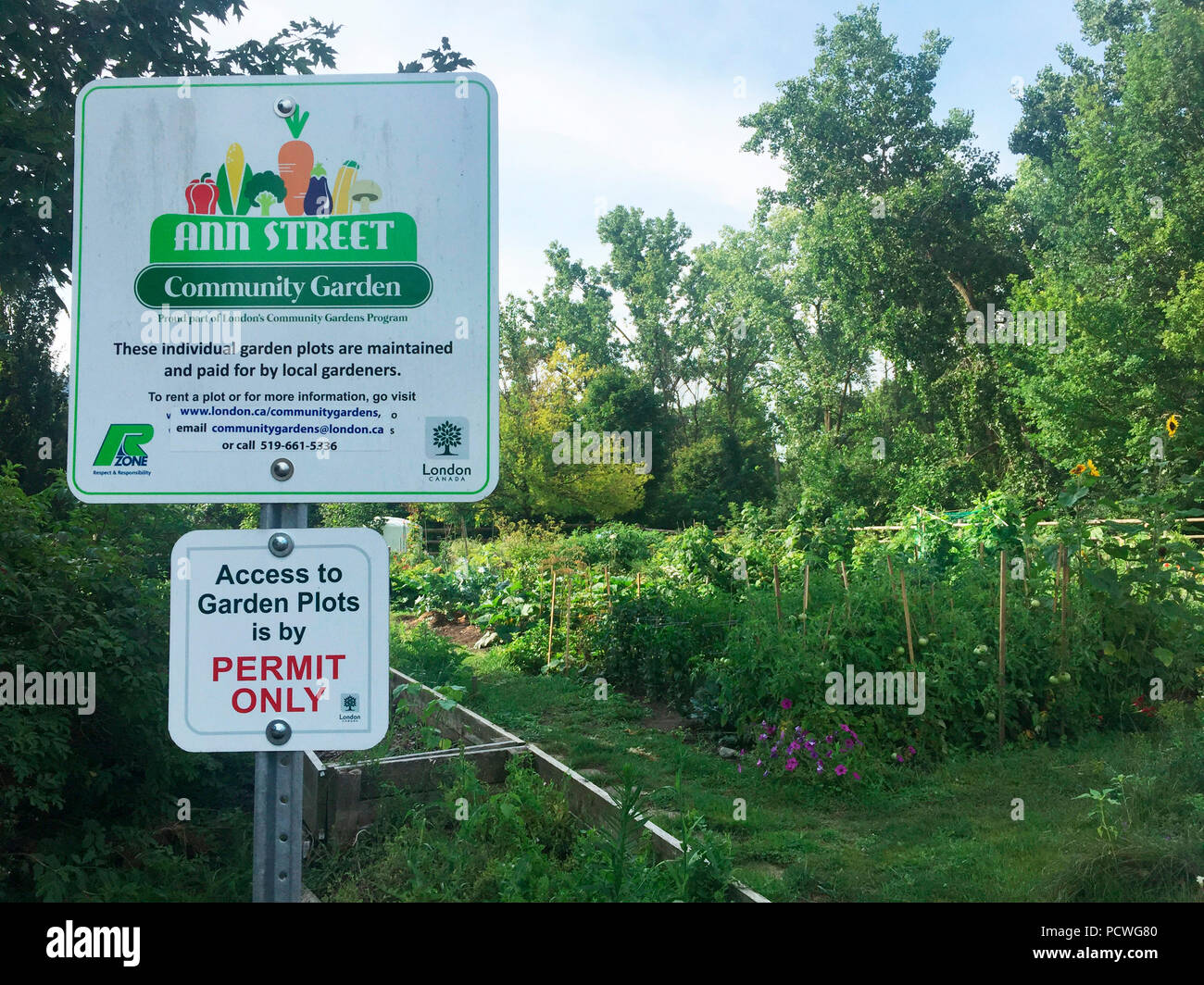 Una comunità giardino, con terreni privati coltivare per coltivare ortaggi e fiori, al culmine della stagione estiva, Ontario, Canada, Foto Stock