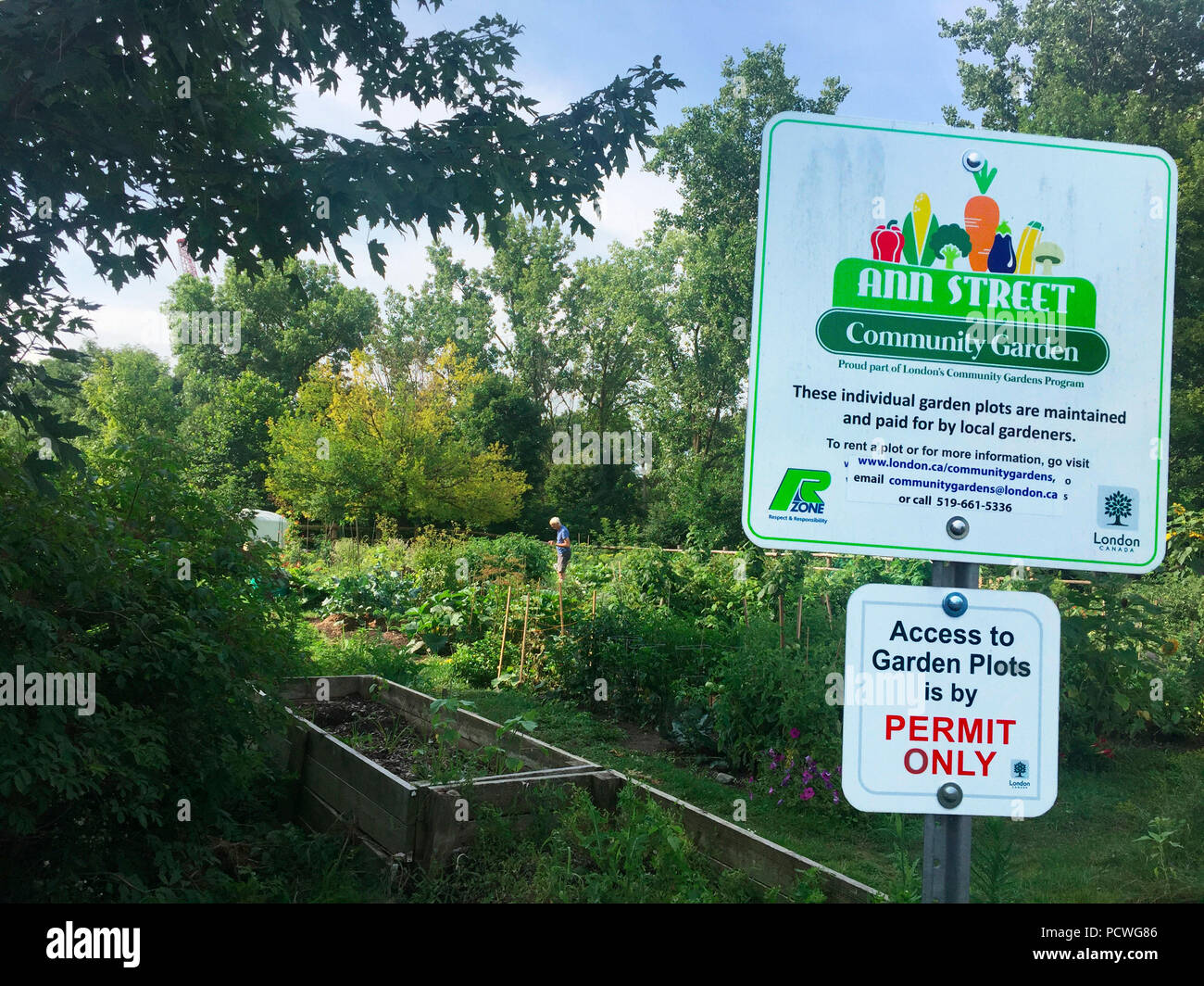 Una comunità giardino, con terreni privati coltivare per coltivare ortaggi e fiori, al culmine della stagione estiva, Ontario, Canada, Foto Stock