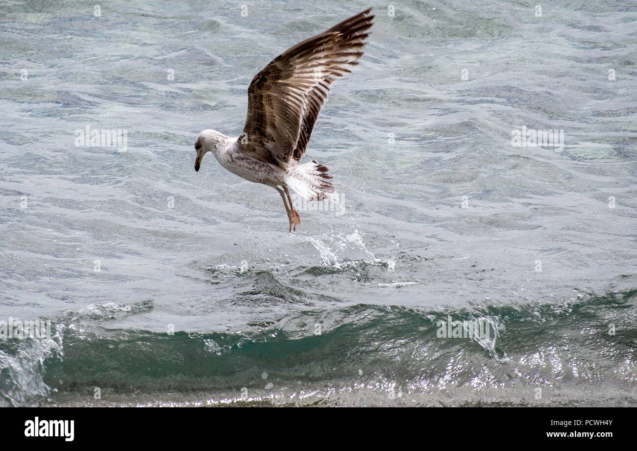 Seagull la caccia in mare Foto Stock