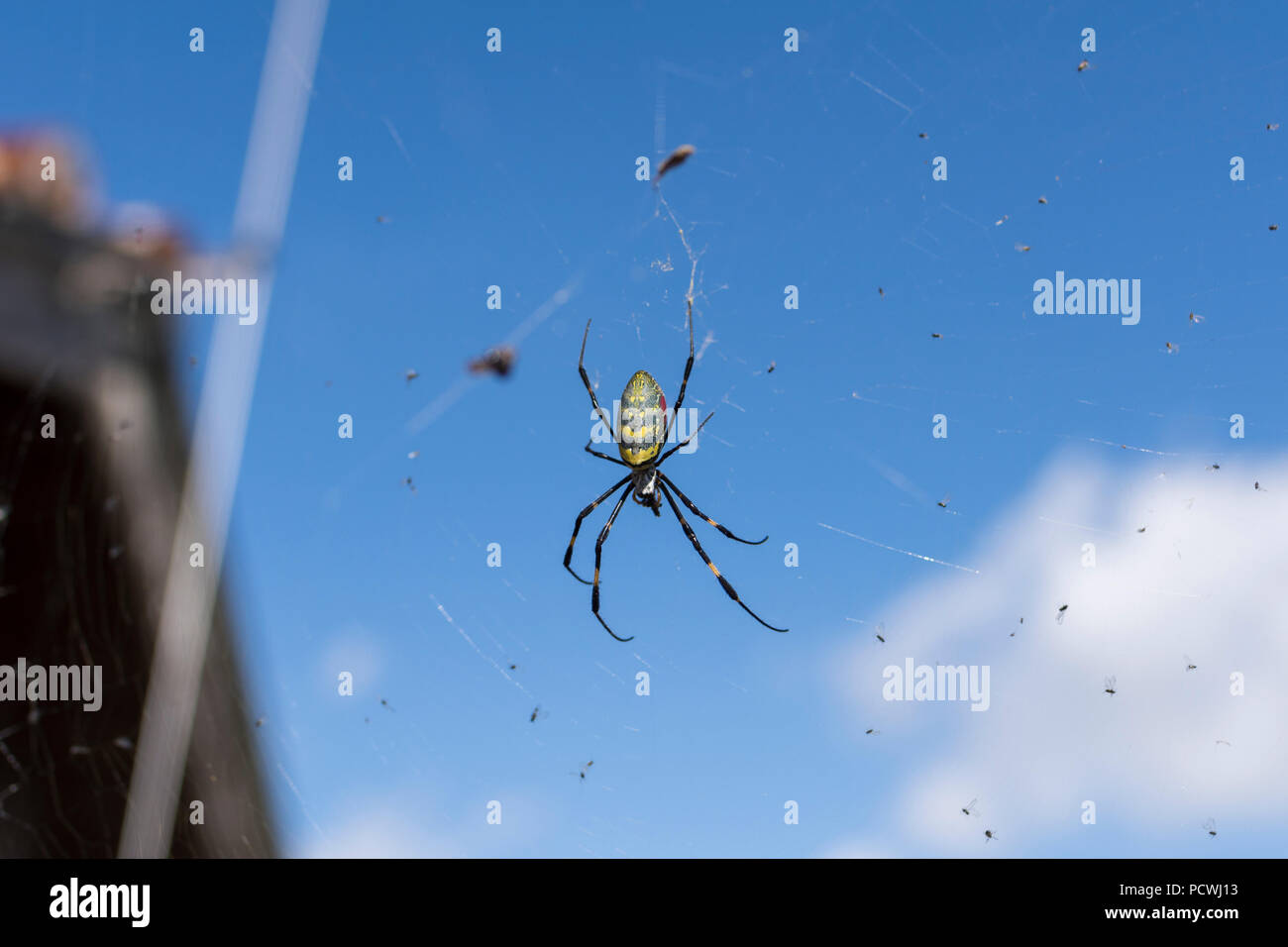 Nephila clavata ( Jorō-gumo ), Sosa City, nella prefettura di Chiba, Giappone Foto Stock