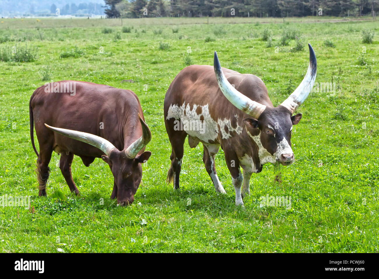 Bestiame Ankole-Watusi 'Bos taurus' lato al pascolo. Foto Stock