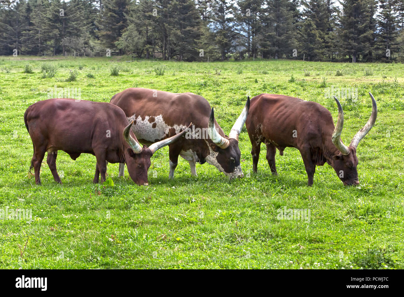 Bestiame Ankole-Watusi 'Bos taurus' pascolare fianco a fianco, verde pascolo, California. Foto Stock