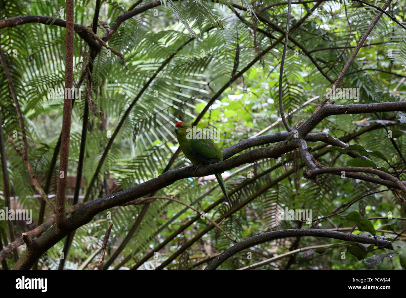Kākāriki Foto Stock