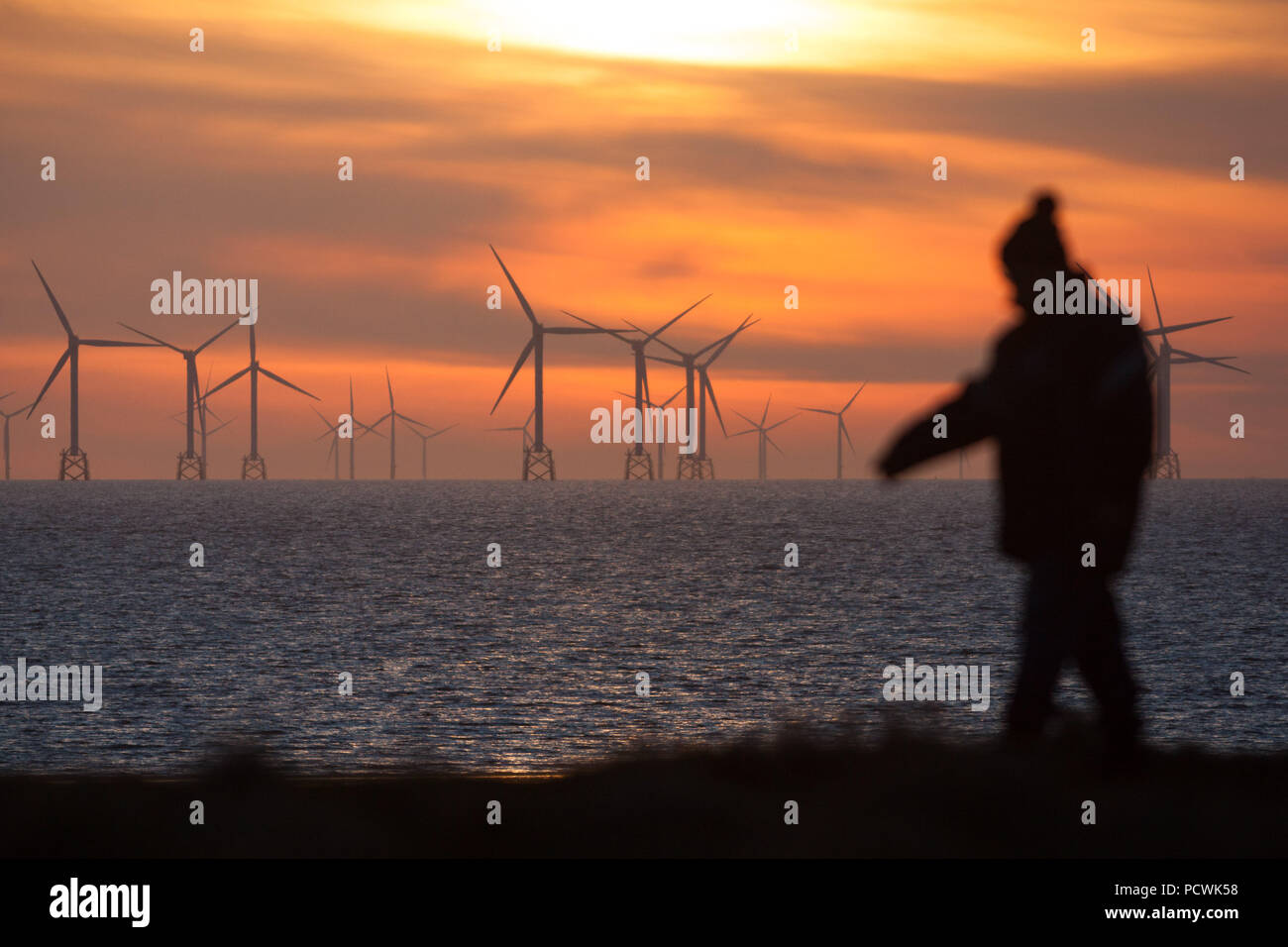 Un uomo in abiti invernali a piedi nella parte anteriore delle numerose turbine al largo della costa di Walney Island, Cumbria Foto Stock
