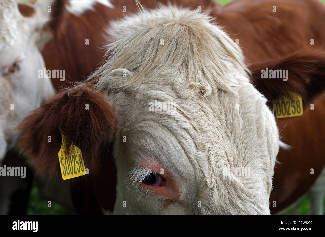 Mandria, Capel St Andrew, Suffolk, Regno Unito. Foto Stock