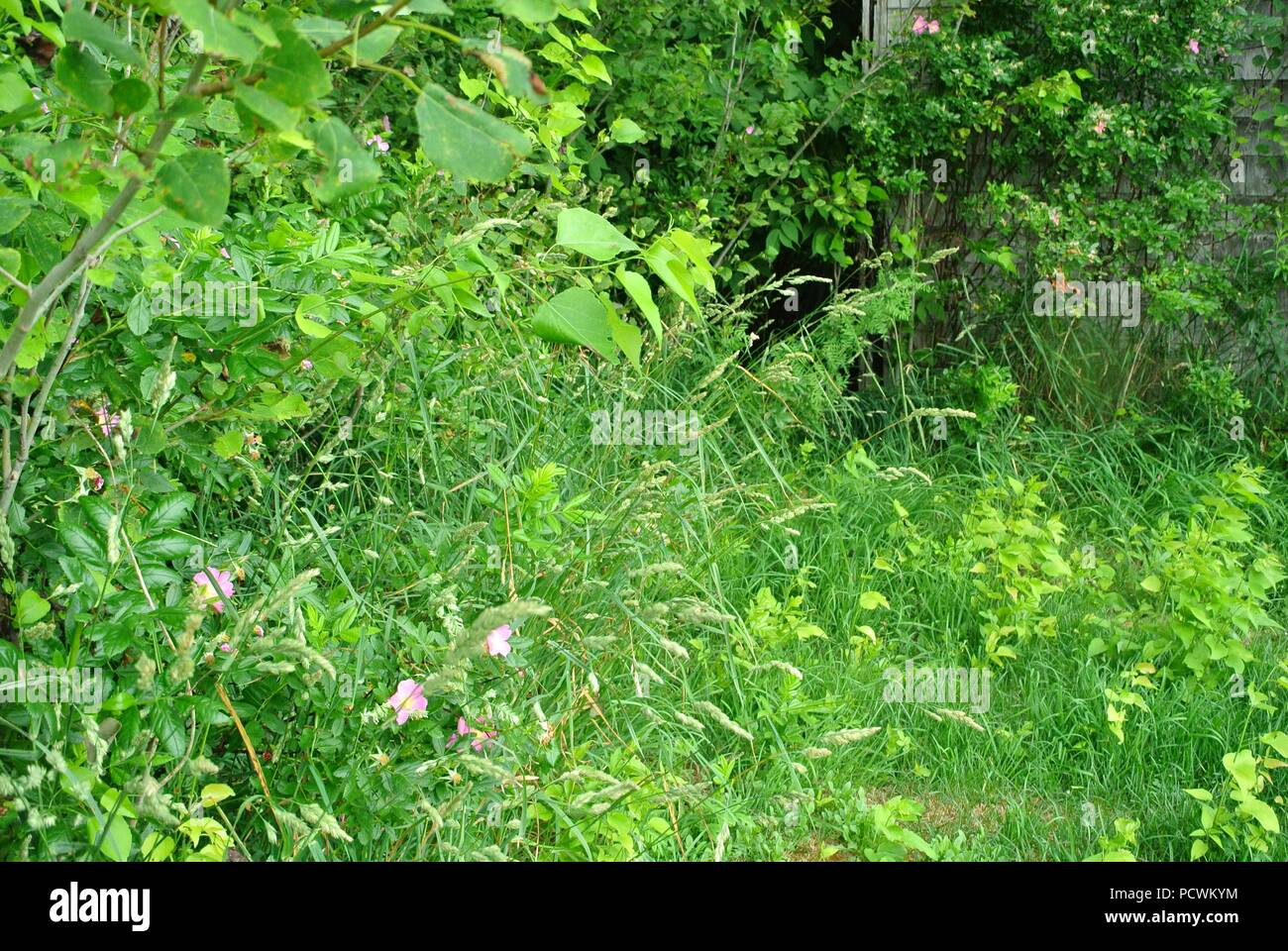 Più tipi di piante, erba lunga e la rosa selvatica, sfondo verde, Prince Edward Island, Canada Foto Stock