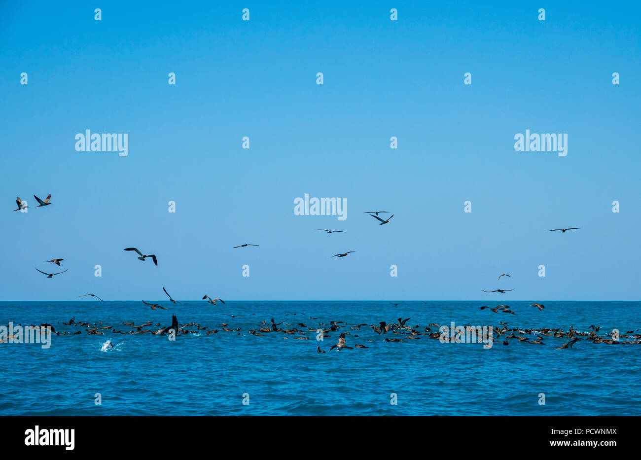 Gregge di Boobys marrone sulla superficie dell'acqua all'Lacepede Islands, Australia occidentale Foto Stock