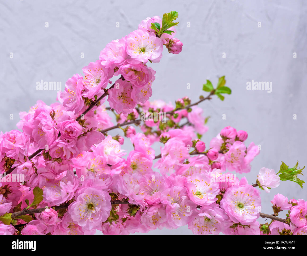 Rami con fiori di colore rosa Louiseania triloba su sfondo grigio Foto Stock