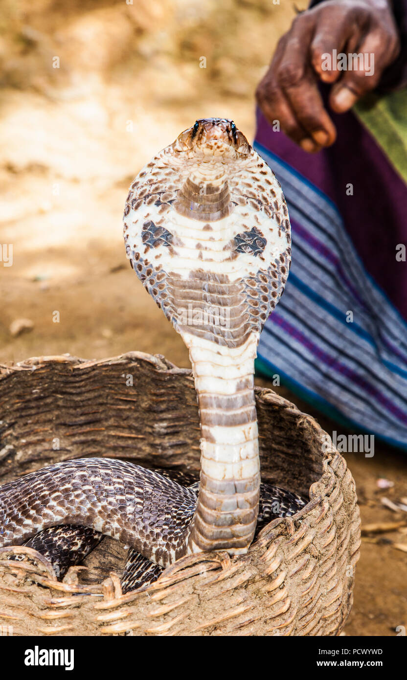 Cobra nel paniere di serpente incantatore in Ella , Sri Lanka Foto Stock