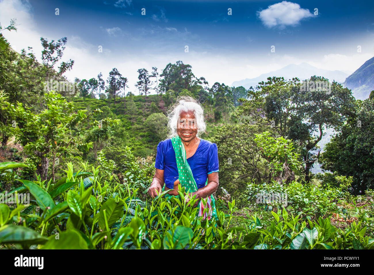 ELLA, SRI LANKA - 30 DIC 2016: vecchiaia tè femmina-picker preleva le fresche foglie di tè in Ella città sul dicembre 30, 2016 Provincia di uva, Sri Lanka Foto Stock