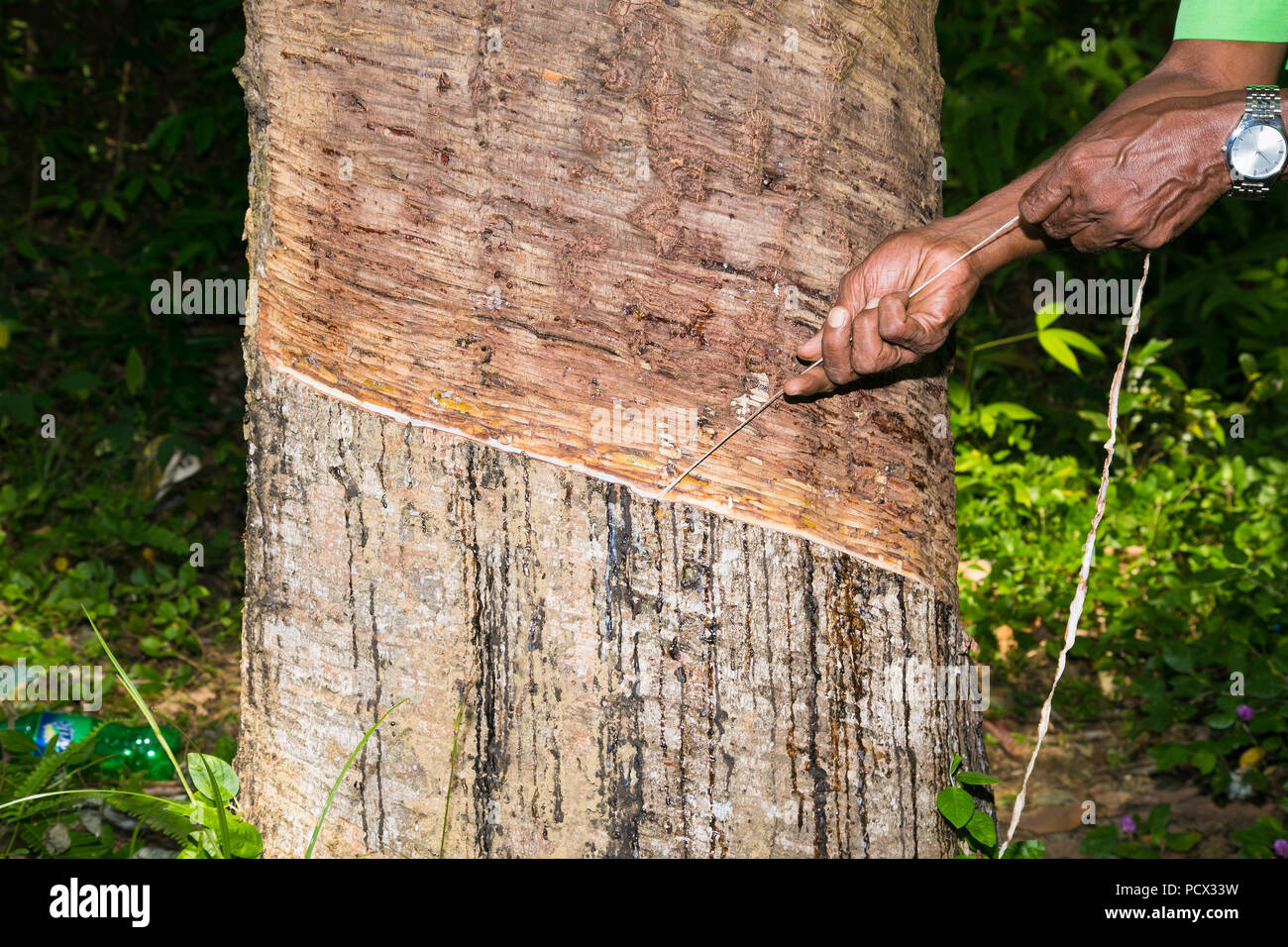 Lattice lattiginosa estratta dalla struttura in gomma (Hevea Brasiliensis)  come una fonte di gomma naturale. Piantagioni di gomma in piante Weligama,  Sri Lanka Foto stock - Alamy