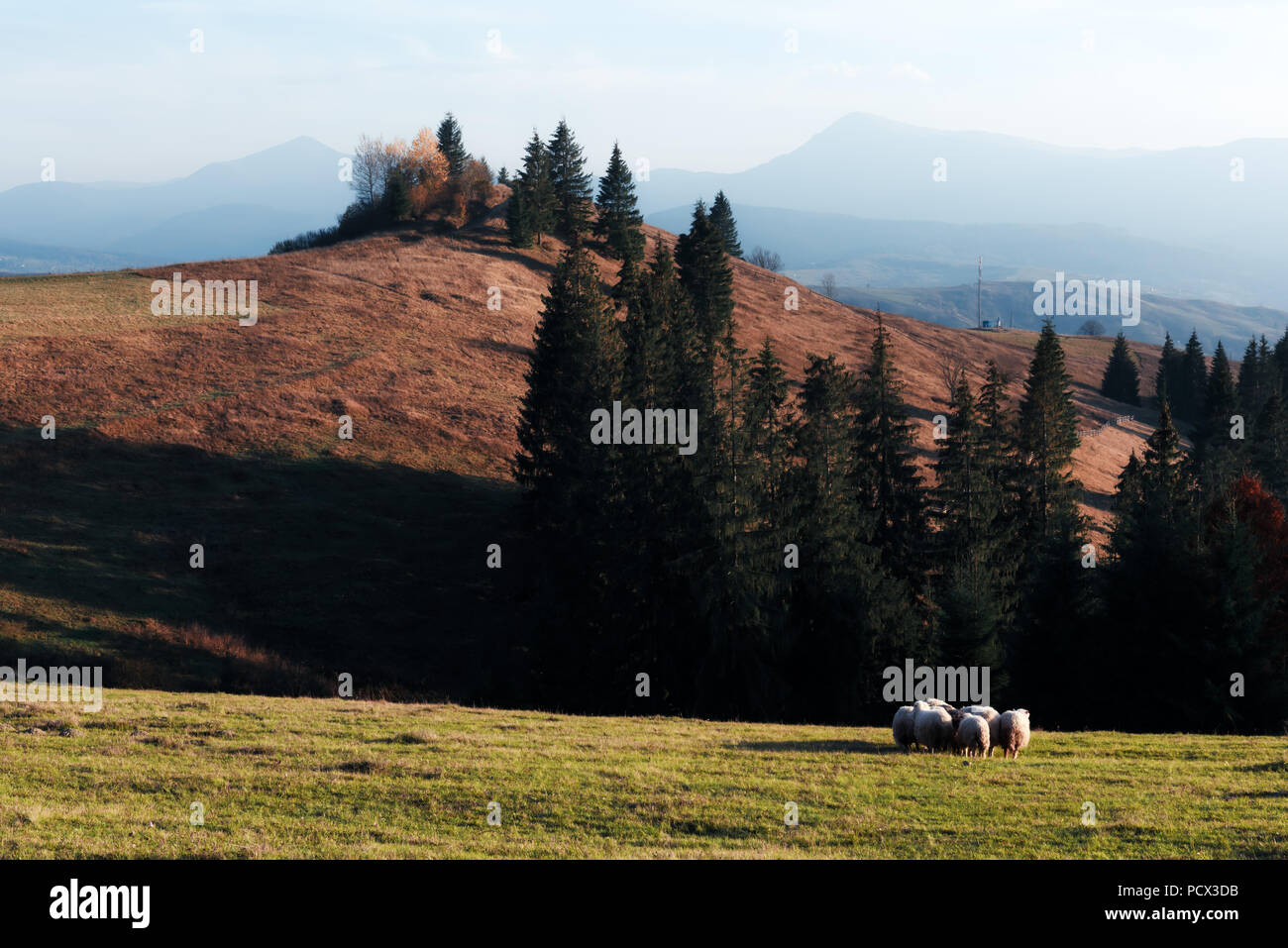 Allevamento di pecore in autunno le montagne Foto Stock