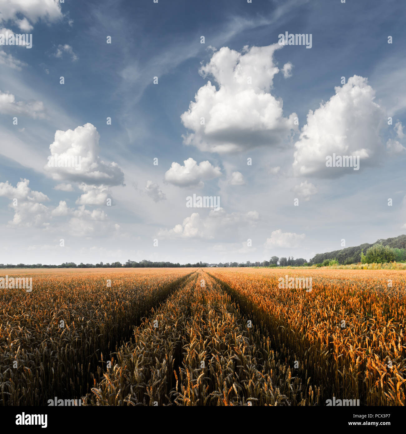 Ripe golden campo di grano contro il cielo blu sullo sfondo Foto Stock