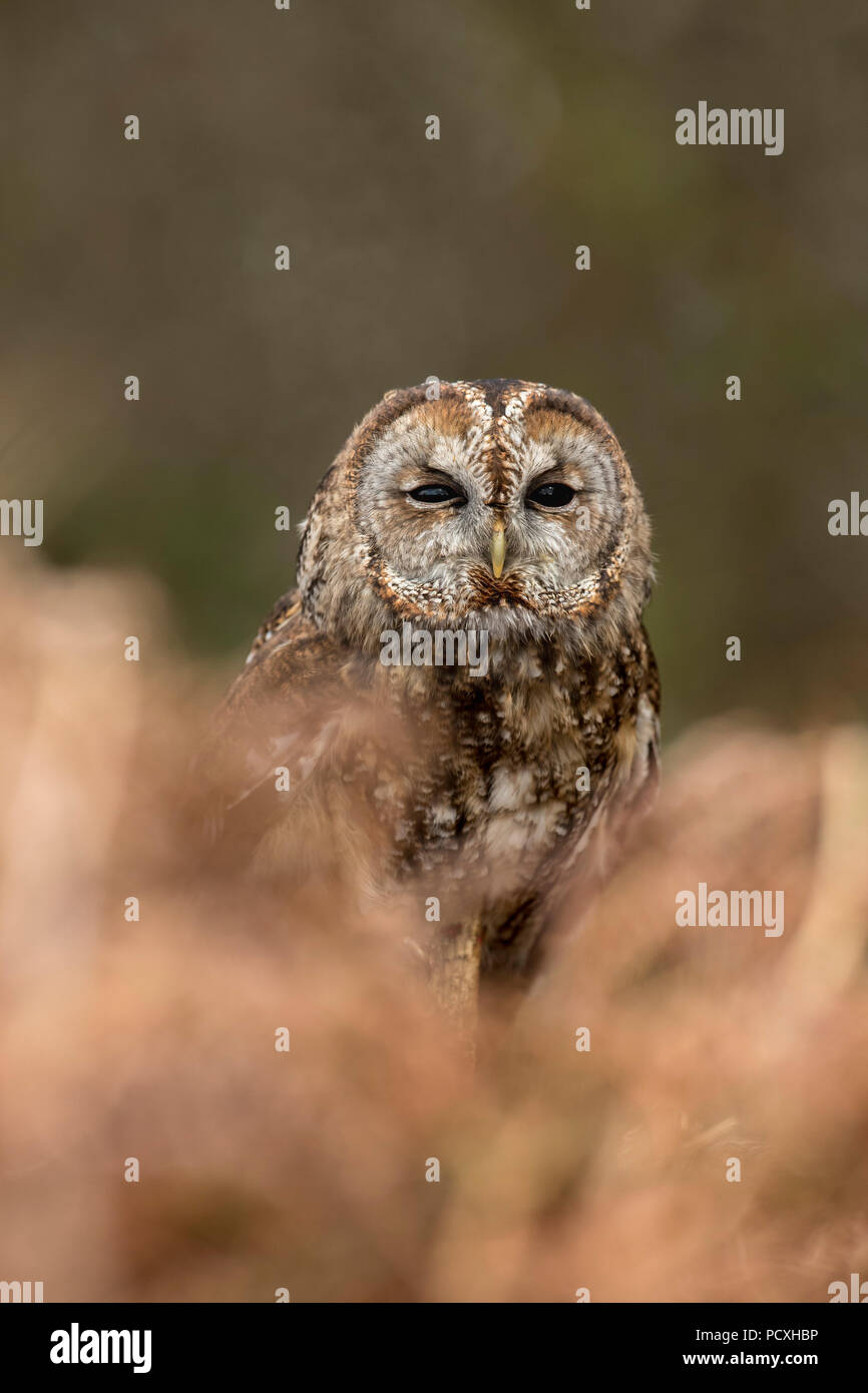 Allocco; Strix aluco singolo con Bracken Cornwall, Regno Unito Foto Stock