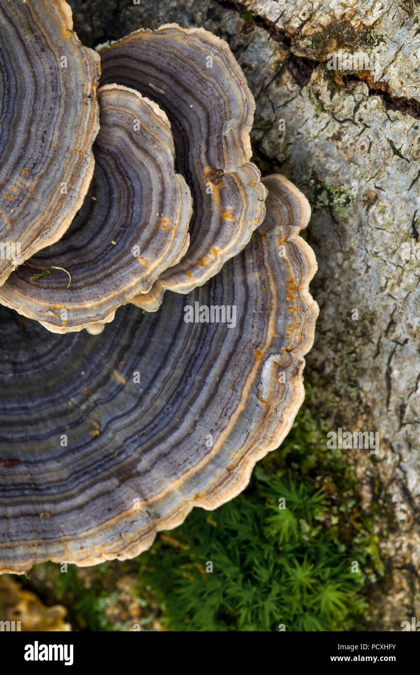 La Turchia fungo di coda; Trametes versicolor Cornwall, Regno Unito Foto Stock