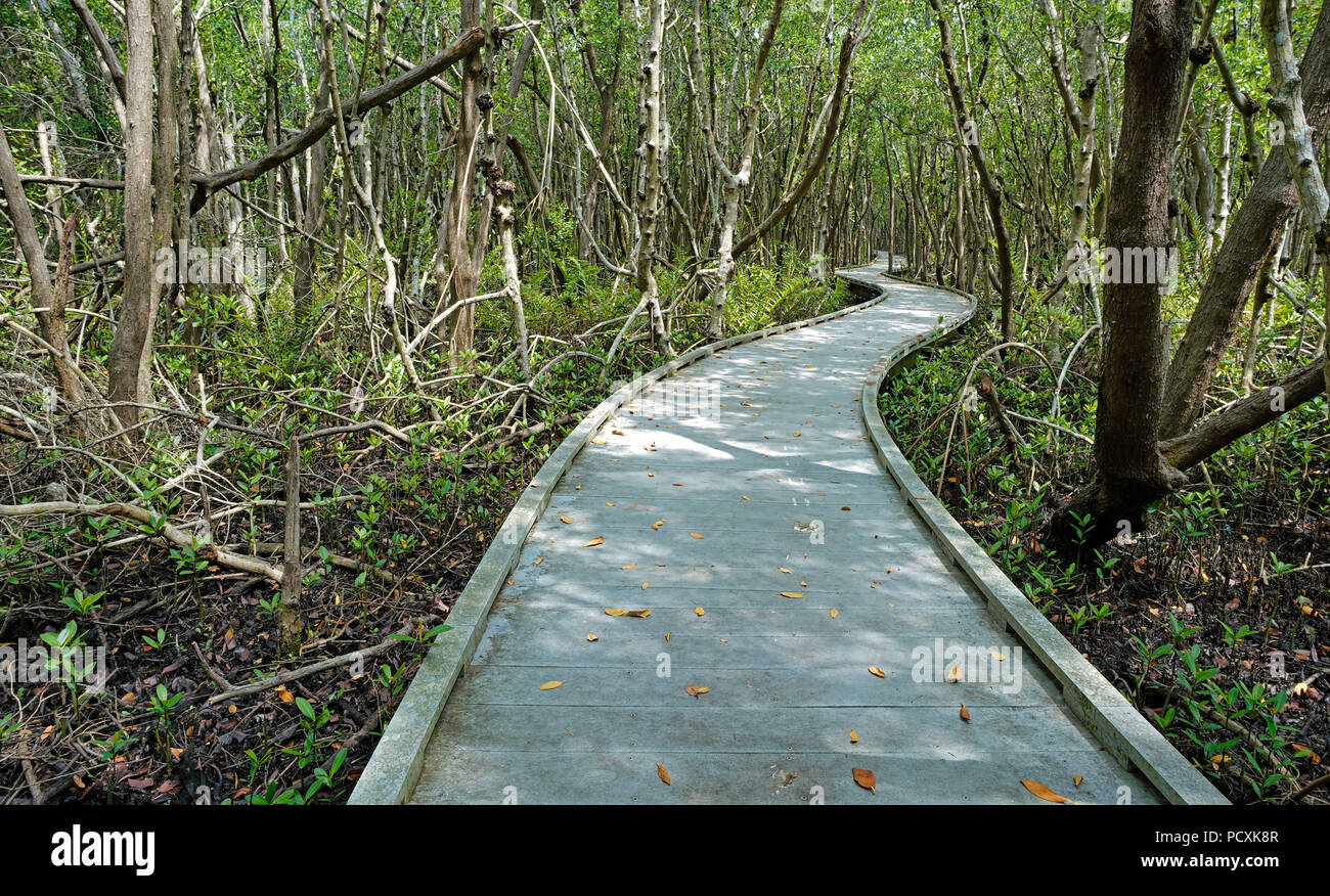 Una passerella serpenti attraverso le mangrovie al Four Mile ecologico di preservare a Cape Coral, Florida Foto Stock