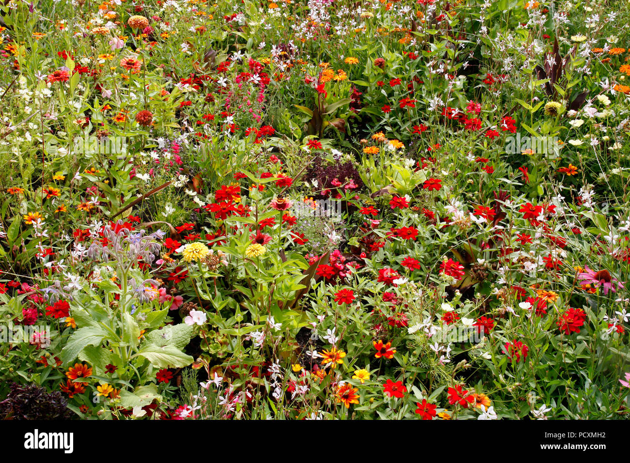 Prato di fiori selvaggi giardino con molti fiori e piante colorate Foto Stock