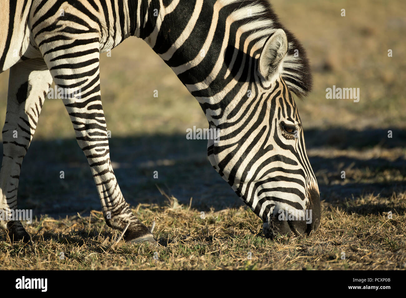 La Burchell zebra (Equus quagga burchellii) alimentazione Foto Stock