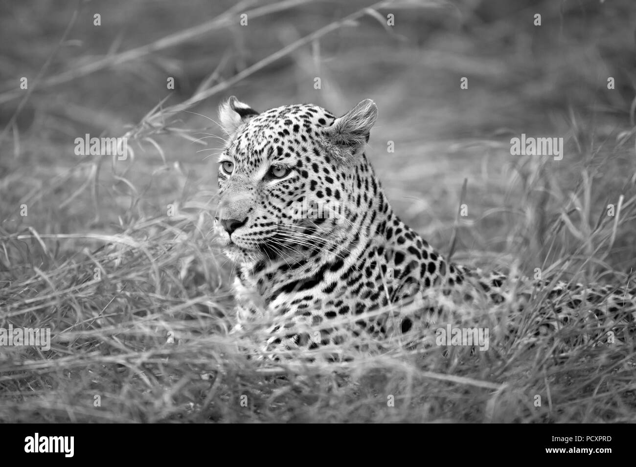 Leopard (Panthera pardus pardus) ritratto Foto Stock