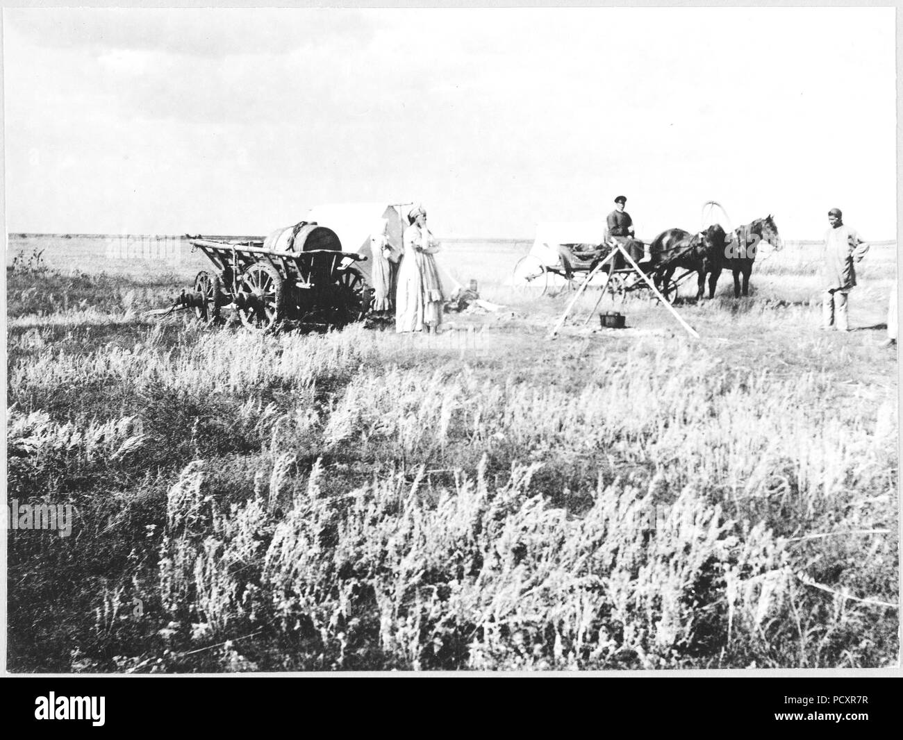 Fotografia, didascalia: 'russo campo di grano in cui impianto USDA esploratori trovate le varietà di frumento da cui poi hanno allevato la malattia resistenti di frumento che ha salvato il grano crescente industria in Occidente". Foto Stock