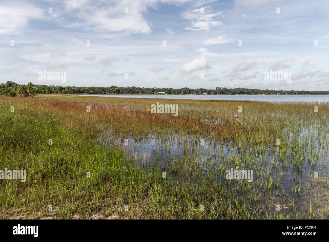 Dalle rive del lago di sbarramento in Marion County, Florida Foto Stock