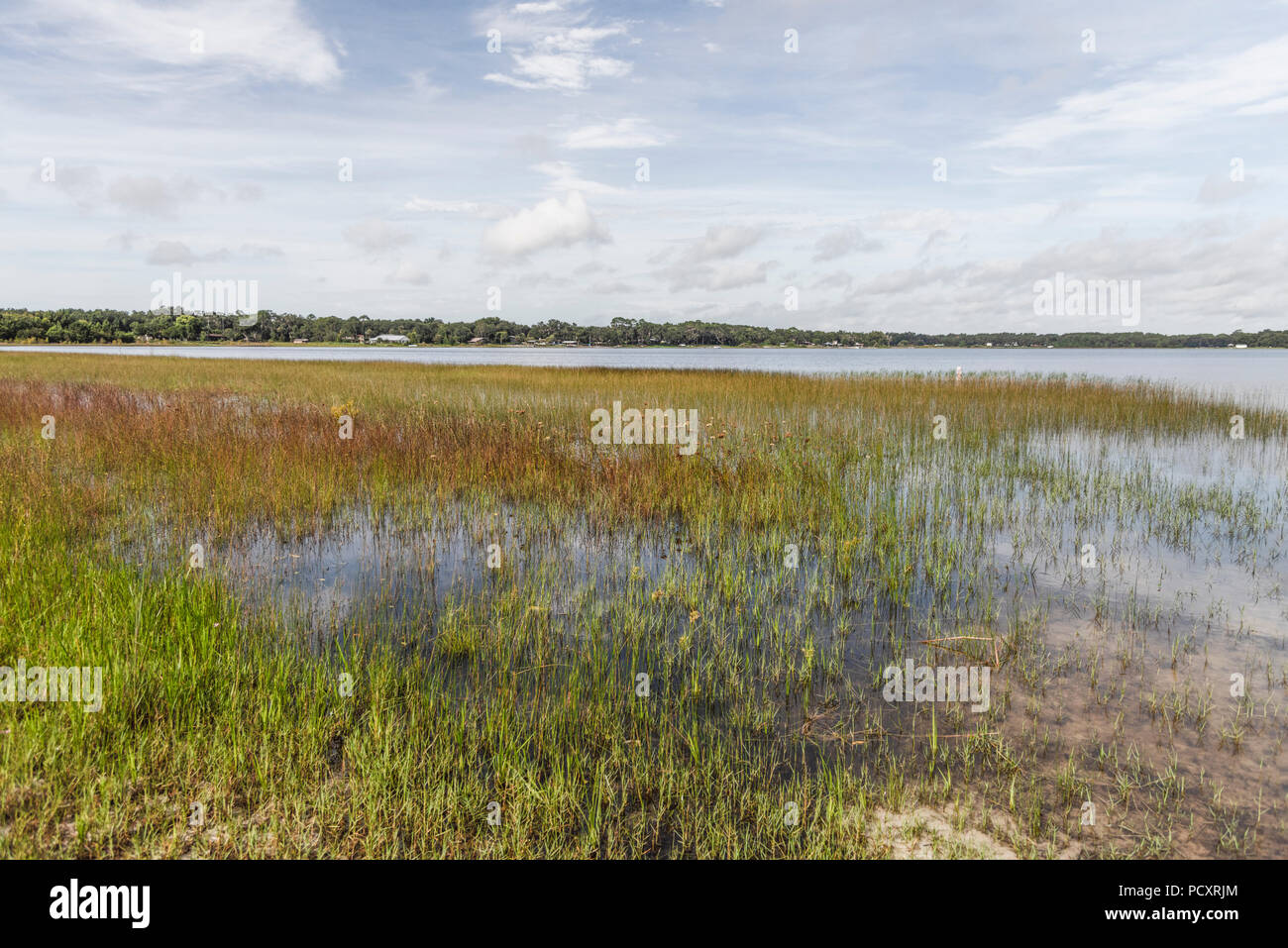 Dalle rive del lago di sbarramento in Marion County, Florida Foto Stock