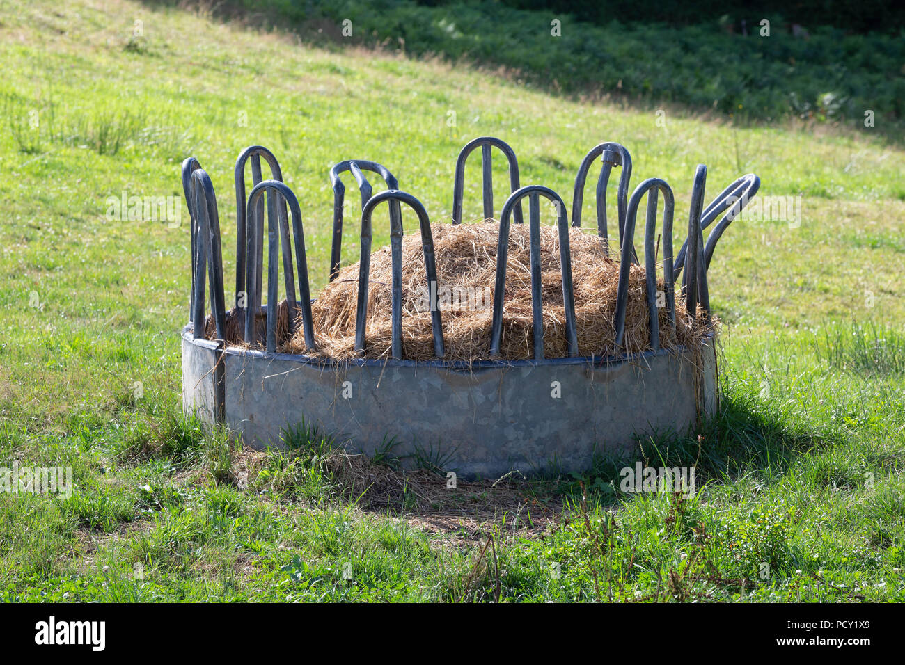 Bestiame alimentatore ad anello riempito di fieno in un verde pascolo. Foto Stock