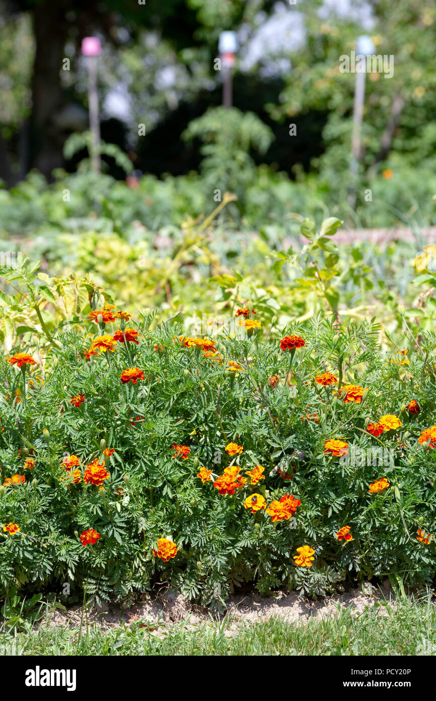 Le calendule francese - Tagetes patula - utilizzato come un impianto di bordatura in un orto per uccidere gli insetti nocivi come nematodi e afidi in permacultura w Foto Stock