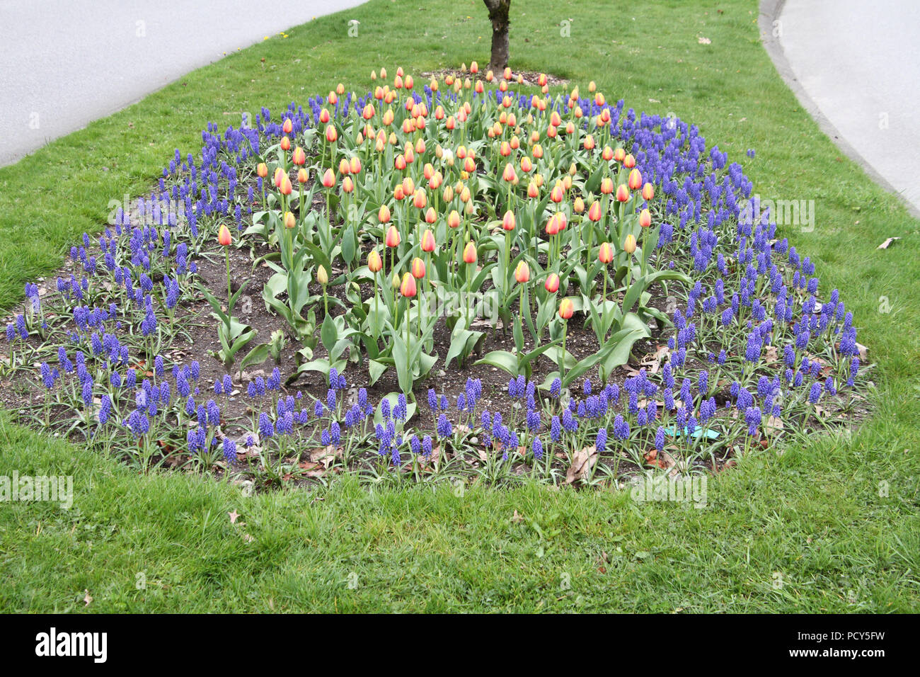 Bi-tulipani colorati in una trama orto circondato da fiori viola e l'erba. Foto Stock