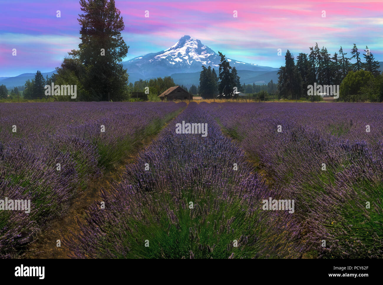 Campo di lavanda in piena fioritura in Hood River Valley Oregon su una bella serata durante la fase dopo il tramonto Foto Stock